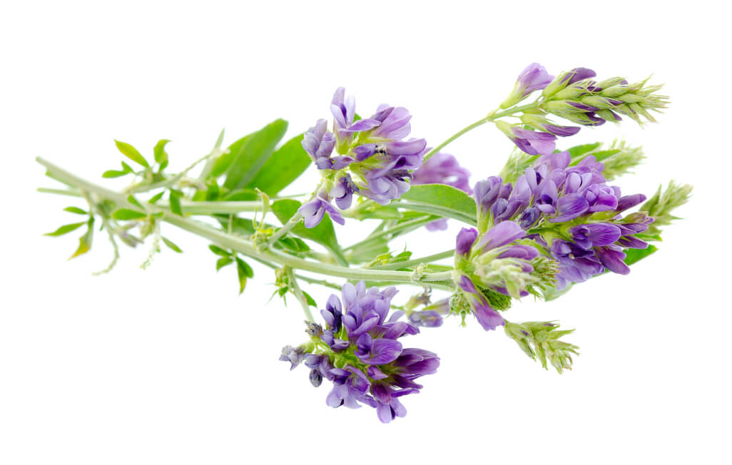 ALFALFA