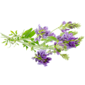 ingredient icon